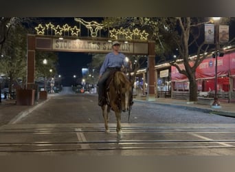 Appaloosa, Caballo castrado, 9 años, Alazán-tostado