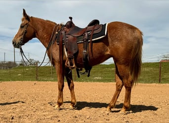 Appaloosa, Caballo castrado, 9 años, Alazán-tostado