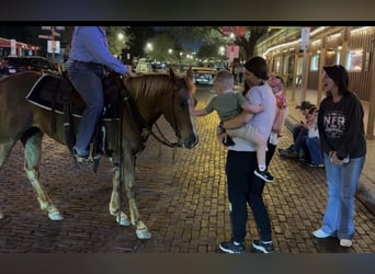 Appaloosa, Caballo castrado, 9 años, Alazán-tostado