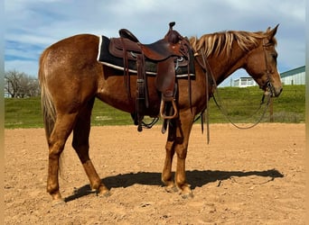 Appaloosa, Caballo castrado, 9 años, Alazán-tostado