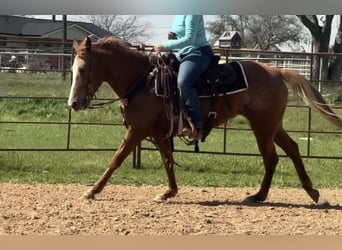 Appaloosa, Caballo castrado, 9 años, Alazán-tostado