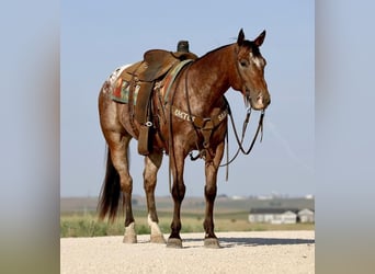 Appaloosa, Caballo castrado, 9 años, Castaño rojizo