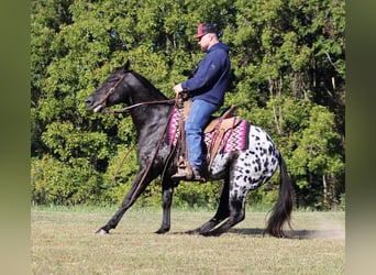 Appaloosa, Caballo castrado, 9 años, Negro