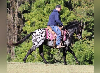 Appaloosa, Caballo castrado, 9 años, Negro