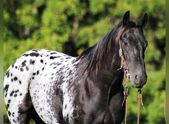 Appaloosa, Caballo castrado, 9 años, Negro