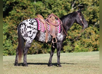 Appaloosa, Caballo castrado, 9 años, Negro