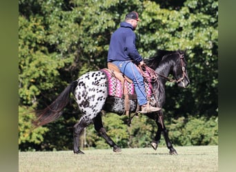 Appaloosa, Caballo castrado, 9 años, Negro