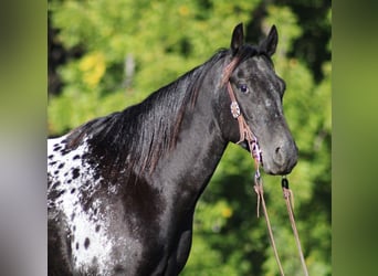 Appaloosa, Caballo castrado, 9 años, Negro