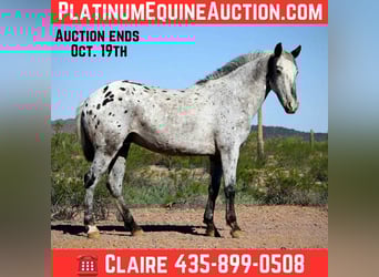 Appaloosa, Caballo castrado, 9 años, Ruano azulado