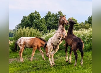 Appaloosa, Caballo castrado, Potro (01/2024), 150 cm, Pío