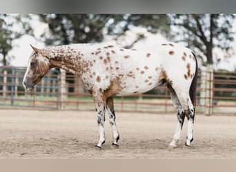 Appaloosa, Castrone, 10 Anni, 142 cm, Baio ciliegia