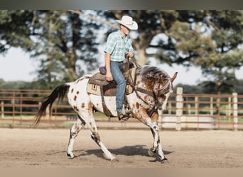 Appaloosa, Castrone, 10 Anni, 142 cm, Baio ciliegia
