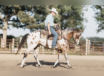 Appaloosa, Castrone, 10 Anni, 142 cm, Baio ciliegia
