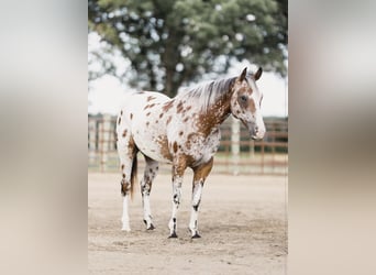 Appaloosa, Castrone, 10 Anni, 142 cm, Baio ciliegia