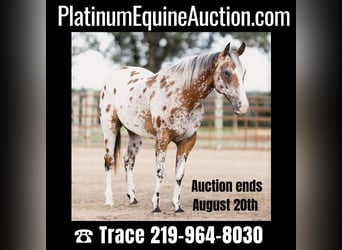 Appaloosa, Castrone, 10 Anni, 142 cm, Baio ciliegia