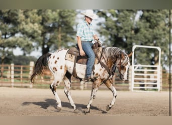 Appaloosa, Castrone, 10 Anni, 142 cm, Baio ciliegia