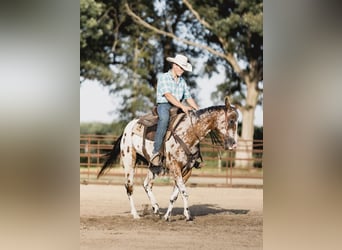 Appaloosa, Castrone, 10 Anni, 142 cm, Baio ciliegia