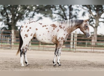Appaloosa, Castrone, 10 Anni, 142 cm, Baio ciliegia