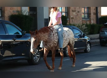 Appaloosa, Castrone, 10 Anni, 147 cm, Sauro scuro