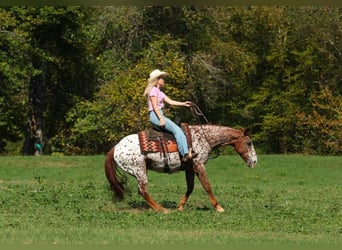 Appaloosa, Castrone, 10 Anni, 147 cm, Sauro scuro