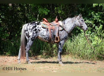 Appaloosa, Castrone, 10 Anni, 150 cm, Leopard