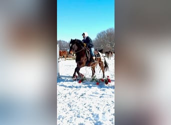 Appaloosa, Castrone, 10 Anni, 152 cm, Baio ciliegia