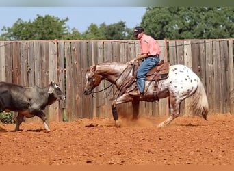 Appaloosa, Castrone, 10 Anni, 152 cm, Sauro ciliegia