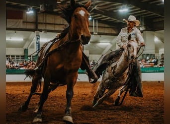 Appaloosa, Castrone, 10 Anni, 152 cm, Sauro scuro