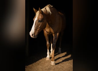 Appaloosa, Castrone, 10 Anni, 155 cm
