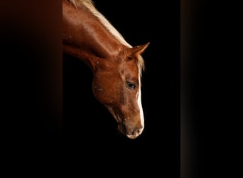 Appaloosa, Castrone, 10 Anni, 155 cm