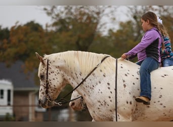 Appaloosa, Castrone, 10 Anni, 155 cm, Sauro ciliegia