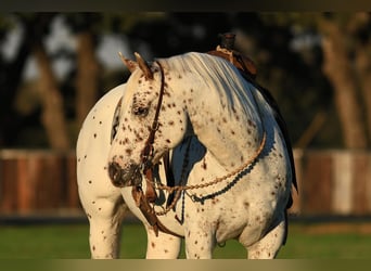 Appaloosa, Castrone, 10 Anni, 155 cm, Sauro ciliegia