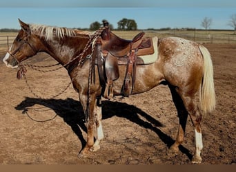 Appaloosa, Castrone, 10 Anni, 155 cm, Sauro scuro