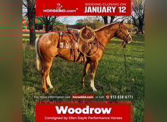 Appaloosa, Castrone, 10 Anni, 155 cm, Sauro scuro