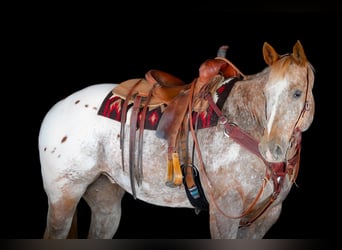 Appaloosa, Castrone, 10 Anni, 157 cm, Sauro ciliegia