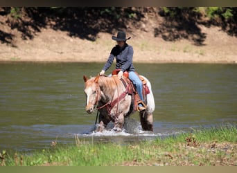 Appaloosa, Castrone, 10 Anni, 157 cm, Sauro ciliegia