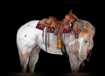 Appaloosa, Castrone, 10 Anni, 157 cm, Sauro ciliegia