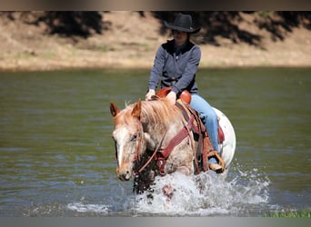 Appaloosa, Castrone, 10 Anni, 157 cm, Sauro ciliegia