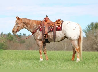 Appaloosa, Castrone, 10 Anni, 157 cm, Sauro ciliegia