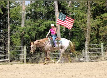 Appaloosa, Castrone, 10 Anni, 157 cm, Sauro ciliegia