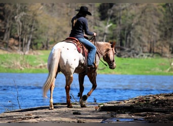 Appaloosa, Castrone, 10 Anni, 157 cm, Sauro ciliegia
