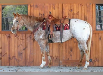 Appaloosa, Castrone, 10 Anni, 157 cm, Sauro ciliegia