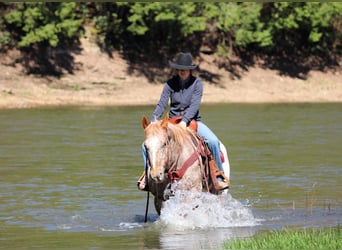 Appaloosa, Castrone, 10 Anni, 157 cm, Sauro ciliegia