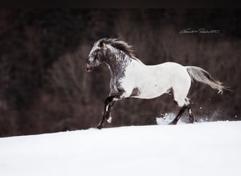 Appaloosa, Castrone, 10 Anni, 160 cm, Bianco