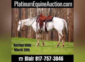 Appaloosa, Castrone, 10 Anni, Bianco