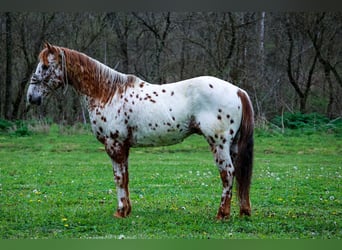 Appaloosa, Castrone, 11 Anni, 142 cm, Sauro scuro