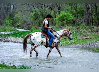 Appaloosa, Castrone, 11 Anni, 142 cm, Sauro scuro