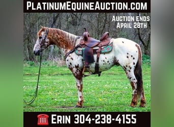 Appaloosa, Castrone, 11 Anni, 142 cm, Sauro scuro