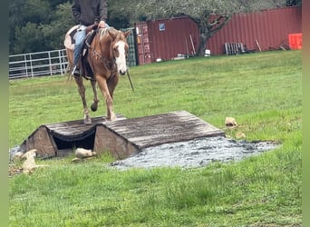 Appaloosa, Castrone, 11 Anni, 152 cm, Sauro scuro