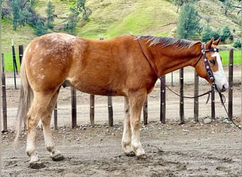 Appaloosa, Castrone, 11 Anni, 152 cm, Sauro scuro
